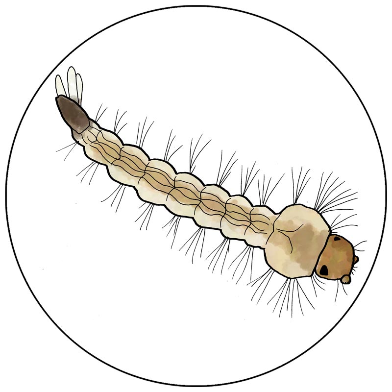 15-Larva-Mosquit_lupa