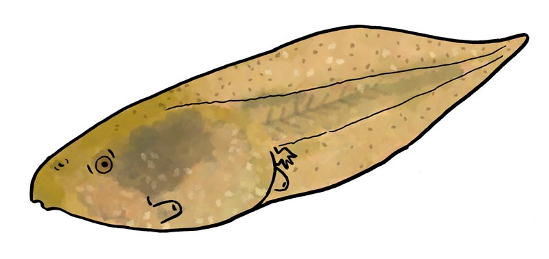 26-Larva-Gripau-Esperons