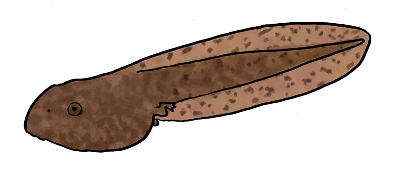 27-Larva-Tòtil